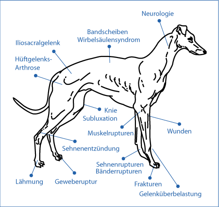 Krankheiten beim Hund